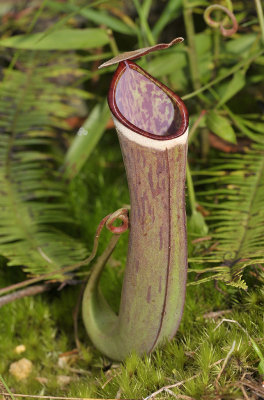 Nepenthes albomarginata.