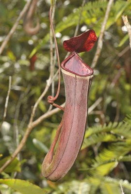 Nepenthes albomarginata aerial pitcher.