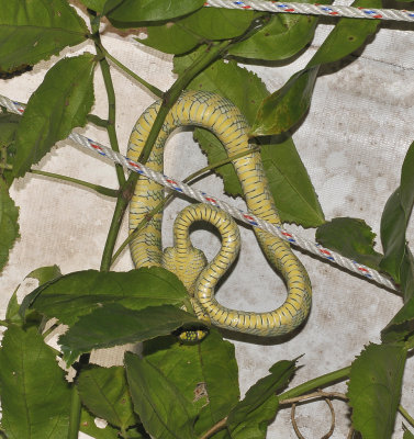 Pit viper  (Tropidolaemus wagleri). Above our heads at the hotel.