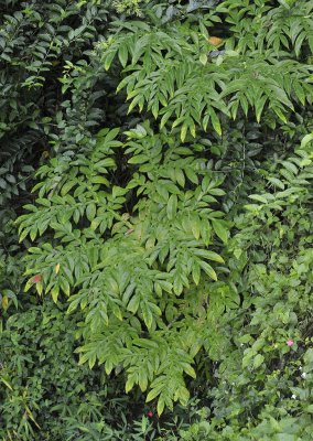 Amorphophallus spec. foliage.