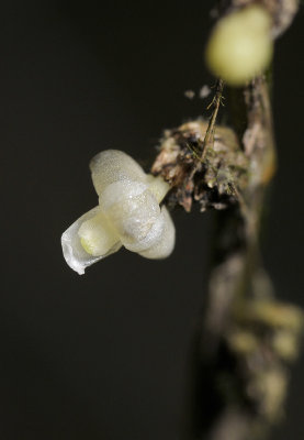 Dendrobium aloifolium. Close-up.