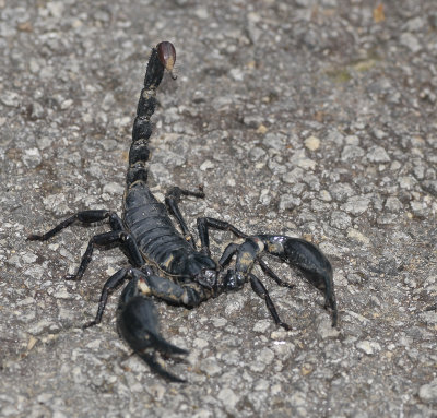 Heterometrus scorpion on the road.