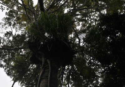 Grammatophyllum speciosum. Giant orchid high up in a tree.