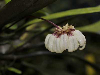 Bulbophyllum auratum. Pale form.