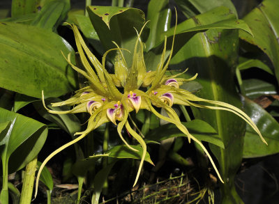 Bulbophyllum virescens.