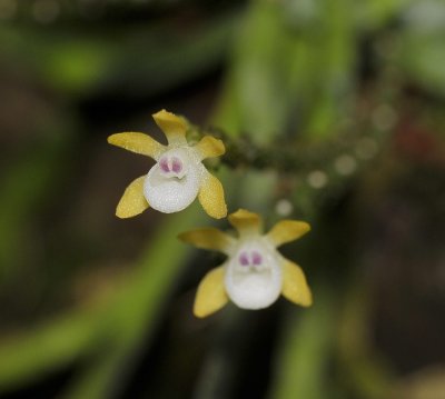 Taeniophyllum obtusum. Close-up.