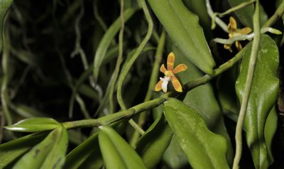 Trichoglottis orchidea.