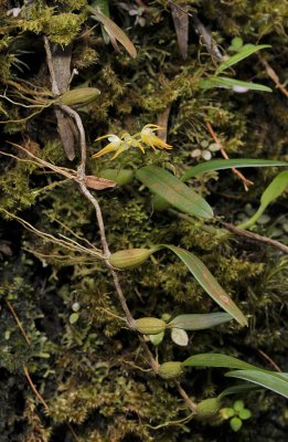  Bulbophyllum triflorum.