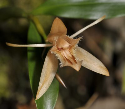 Coelogyne pallens. Close-up.