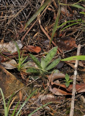 Paphiopedilum callosum v. warnerianum plant closer.