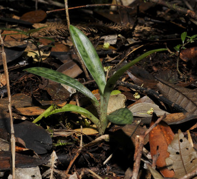 Paphiopedilum callosum v. warnerianum plant in the shade.
