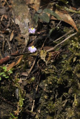 Utricularia striatula.