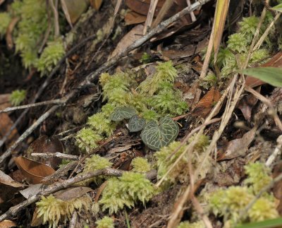Corybas geminigibbus. Foliage.