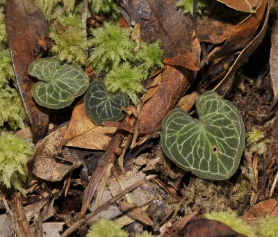 Corybas geminigibbus. Closer.