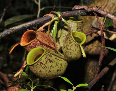Nepenthes ampullaria. Aerial pitchers.