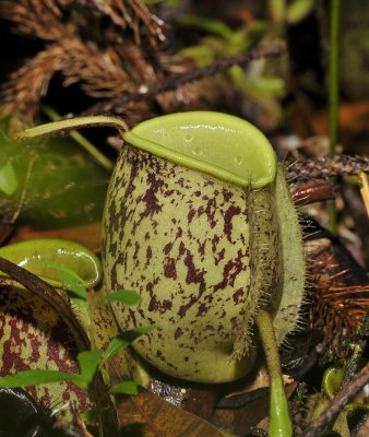 Nepenthes ampullaria. Speckled form close-up.