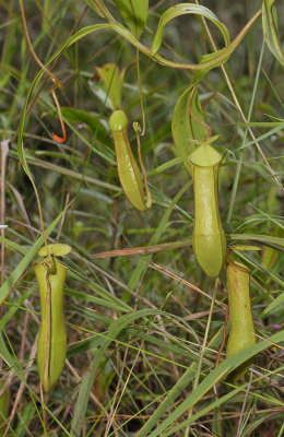 Nepenthes gracilis.