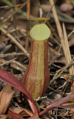 Nepenthes gracilis red. Close-up.