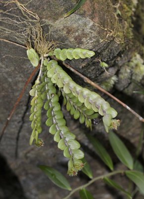 Podochilus muricatus