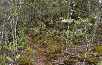 Ridgetop vegetation.