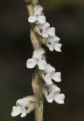 Zeuxine affinis. Close-up.