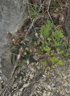 Habitat of Paphiopedilum niveum.