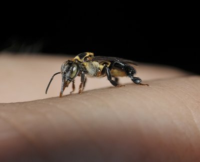 Trigonid bee. Close-up.