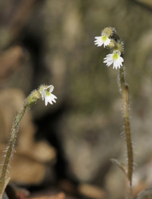 Cheirostylis goldschmidtiana. Closer.