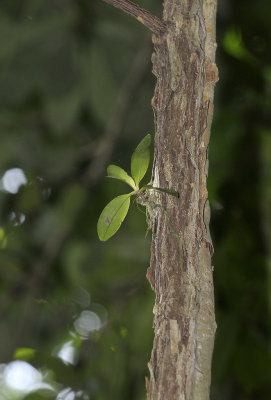 Phalaenopsis appendiculata.