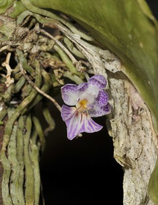 Phalaenopsis appendiculata. With flower. Closer-up.