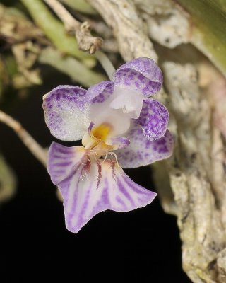 Phalaenopsis appendiculata. With flower. Close-up.