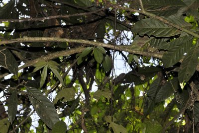 Phalaenopsis appendiculatas (right) and another monopodial (left).