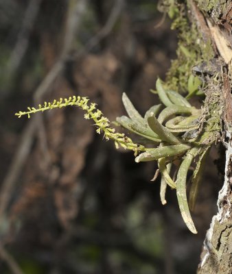 Phreatia plantaginifolia.