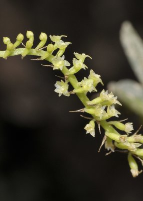 Phreatia plantaginifolia. Close-up.
