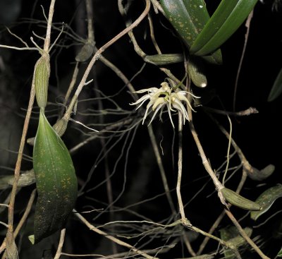 Bulbophyllum brevipes aff.
