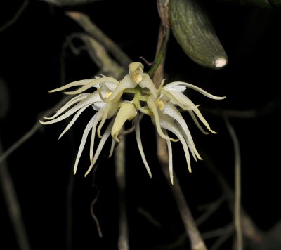 Bulbophyllum brevipes aff. Close-up.