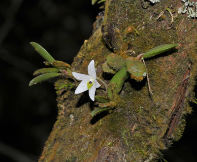 Ceratostylis eriaeoides.