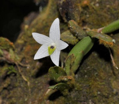 Ceratostylis eriaeoides. Closer-up.