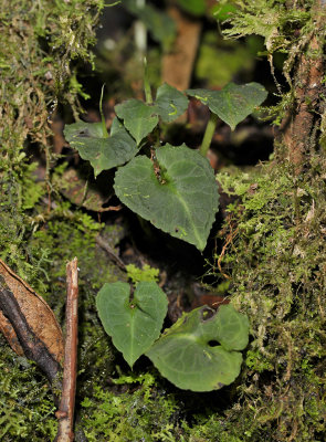 Corybas spec. foliage.