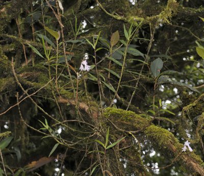 Dendrobium hasseltii.