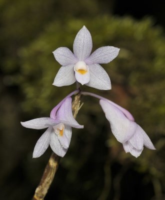 Dendrobium hasseltii. Close-up.