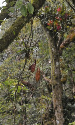 Nepenthes macfarlanei in the air.