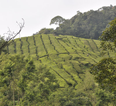 Tea plantation.