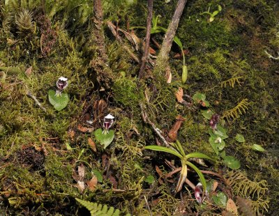 Corybas carinatus. In habitat.