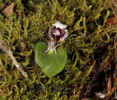 Corybas carinatus. Close-up.