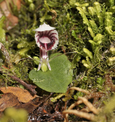 Corybas carinatus. Closer up.