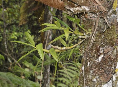 Dendrobium heterocarpum.