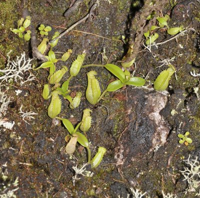 Nepenthes macfarlanei. Seedlings.