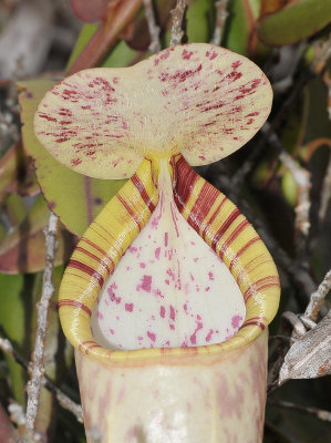 Nepenthes macfarlanei. Intermediate pitcher. Showing the typical hairs on the lid.