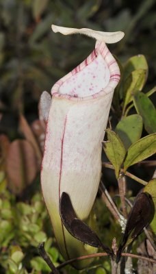 Nepenthes macfarlanei. Upper pitcher.